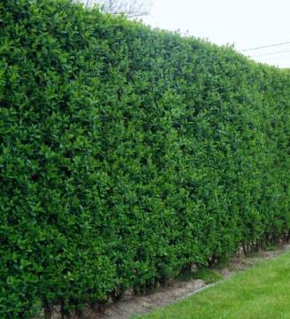 Kalina ali liguster, višja živa meja